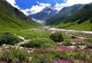 उत्तराखंड: एक जून से सैलानी कर सकेंगे वैली ऑफ फ्लावर का दीदार, तैयारियां तेज उत्तराखंड: एक जून से सैलानी कर सकेंगे वैली ऑफ फ्लावर का दीदार, तैयारियां तेज