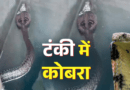 मानसून में रहें सतर्क! हल्द्वानी में पानी की टंकी में मिला ब्लैक कोबरा, मकान मालिक ने दिखाई समझदारी मानसून में रहें सतर्क! हल्द्वानी में पानी की टंकी में मिला ब्लैक कोबरा, मकान मालिक ने दिखाई समझदारी