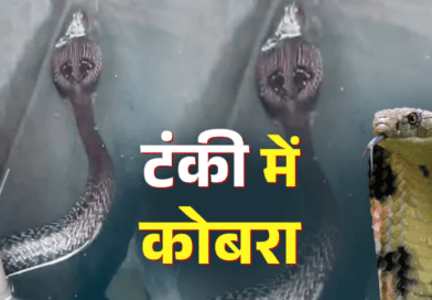 मानसून में रहें सतर्क! हल्द्वानी में पानी की टंकी में मिला ब्लैक कोबरा, मकान मालिक ने दिखाई समझदारी मानसून में रहें सतर्क! हल्द्वानी में पानी की टंकी में मिला ब्लैक कोबरा, मकान मालिक ने दिखाई समझदारी