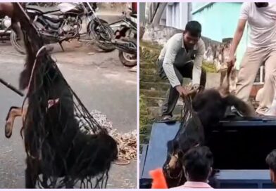 रुद्रप्रयाग-अगस्त्यमुनि में स्ट्रीट डॉग का आतंक, 24 लोगों को काटा, क्षेत्र में दहशत का माहौल रुद्रप्रयाग-अगस्त्यमुनि में स्ट्रीट डॉग का आतंक, 24 लोगों को काटा, क्षेत्र में दहशत का माहौल